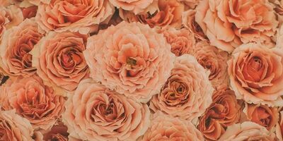 恋愛心理テスト あなたのストーカー 執着度 がバレちゃう パートナーズ