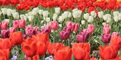 恋愛心理テスト あなたのストーカー 執着度 がバレちゃう パートナーズ